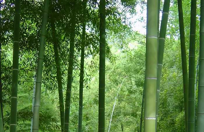 竹子观赏图集(45种)