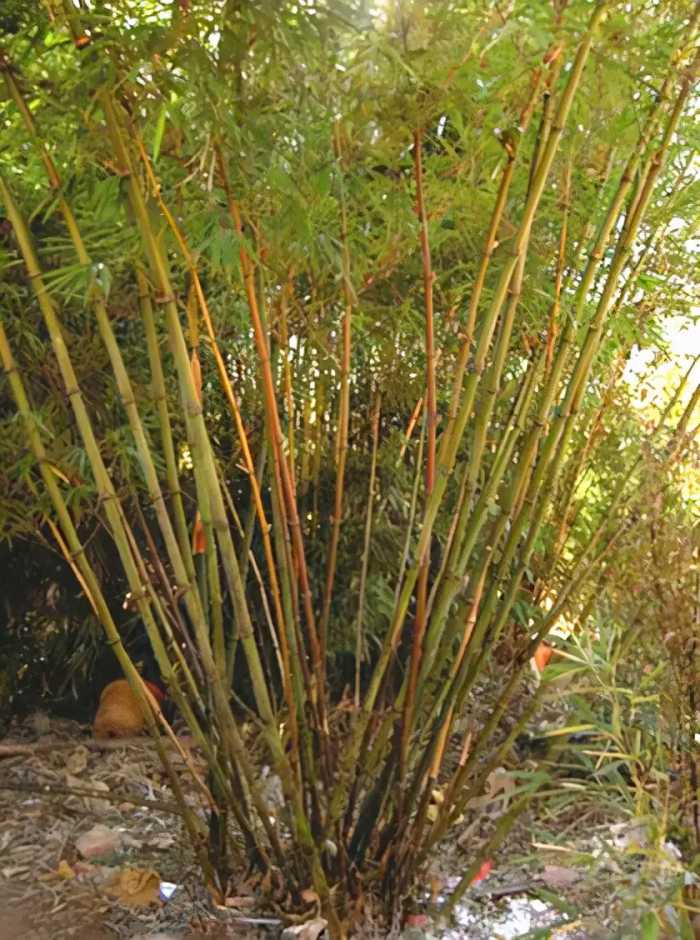 竹子观赏图集(45种)
